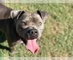 MOJO - Male Mutt Dog for Adoption - Small photo