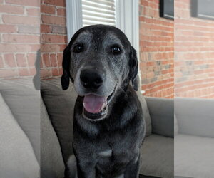 Labrador Retriever-Unknown Mix Dogs for adoption in Sandy, UT, USA