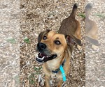 Small #2 Feist Terrier Mix