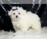Small #2 Maltese