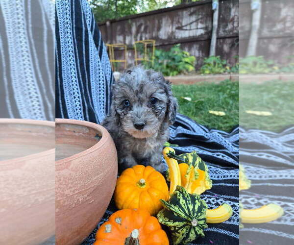 Medium Photo #8 Poodle (Miniature) Puppy For Sale in CANON CITY, CO, USA