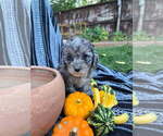 Small #7 Poodle (Miniature)