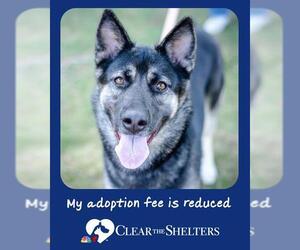 Medium German Shepherd Dog-Siberian Husky Mix
