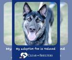 Small German Shepherd Dog-Siberian Husky Mix