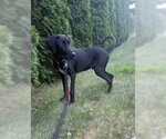 Small #2 Great Dane