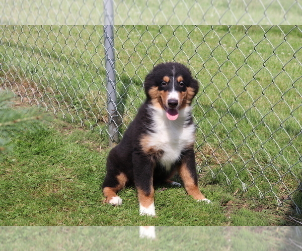Medium Photo #3 Bernese Mountain Dog-Collie Mix Puppy For Sale in SHILOH, OH, USA