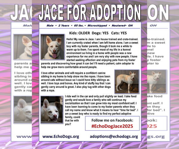 Medium Photo #8 Unknown-white german shepherd Mix Puppy For Sale in Hoffman Estates, IL, USA