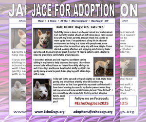 Jace - Male Unknown-white german shepherd Mix Dog for Adoption - Photo #8