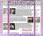 Small Photo #8 Unknown-white german shepherd Mix Puppy For Sale in Hoffman Estates, IL, USA