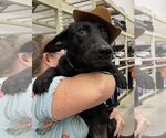 Small Photo #4 Labrador Retriever-Pembroke Welsh Corgi Mix Puppy For Sale in The Woodlands, TX, USA
