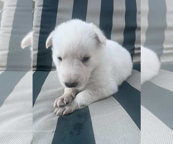 Medium Photo #17 German Shepherd Dog Puppy For Sale in SPRINGFIELD, MO, USA