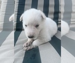 Puppy Snowball German Shepherd Dog