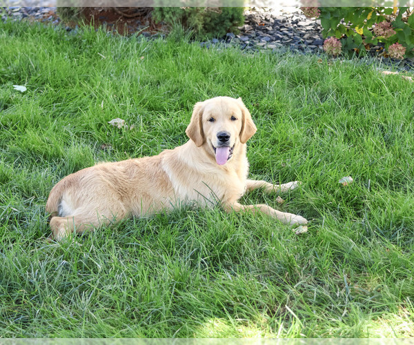 Medium Photo #7 Golden Retriever Puppy For Sale in SYRACUSE, IN, USA