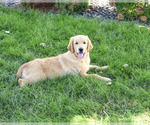 Georgie - Male Golden Retriever Puppy for Sale - Photo #7