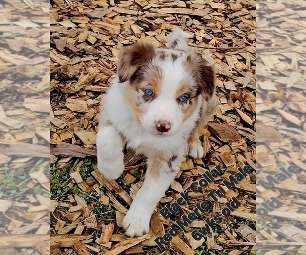 Medium Photo #32 Border Collie Puppy For Sale in BYBEE, TN, USA