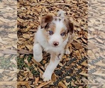 Small Photo #32 Border Collie Puppy For Sale in BYBEE, TN, USA