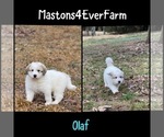 Puppy Puppy 1 Olaf Great Pyrenees