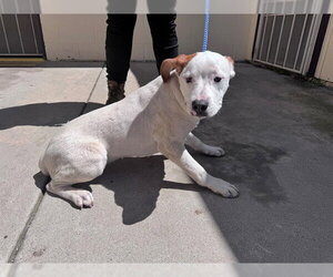 Boxer-Unknown Mix Dogs for adoption in San Andreas, CA, USA