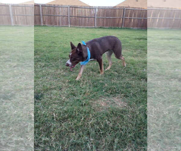 Medium Photo #2 Australian Kelpie-Australian Shepherd Mix Puppy For Sale in McKinney, TX, USA