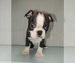 Small Photo #1 Boston Terrier Puppy For Sale in CLARE, IL, USA