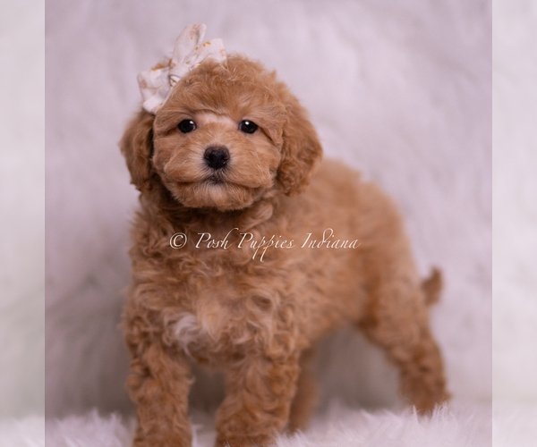 Medium Photo #4 Poodle (Toy) Puppy For Sale in WARSAW, IN, USA