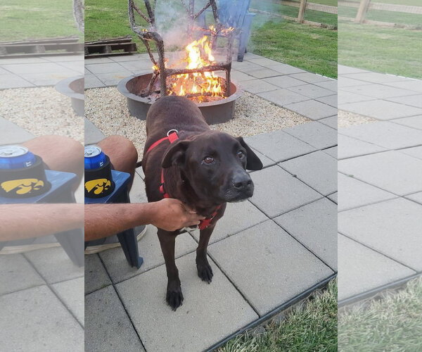 Medium Photo #2 Labrador Retriever-Unknown Mix Puppy For Sale in Germantown, OH, USA