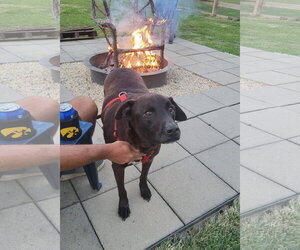 Tzatziki - Male Labrador Retriever-Unknown Mix Dog for Adoption - Photo #2