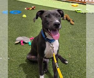 Mutt Dogs for adoption in Las Vegas, NV, USA