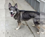 Small #1 Siberian Husky Mix