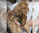 Small #2 English Cocker Spaniel