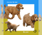 Small Photo #1 Poodle (Standard) Puppy For Sale in GARWOOD, TX, USA