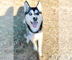 Small #11 Siberian Husky