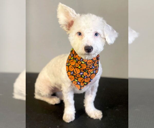 Medium Photo #3 Bichon Frise-Unknown Mix Puppy For Sale in Corona, CA, USA