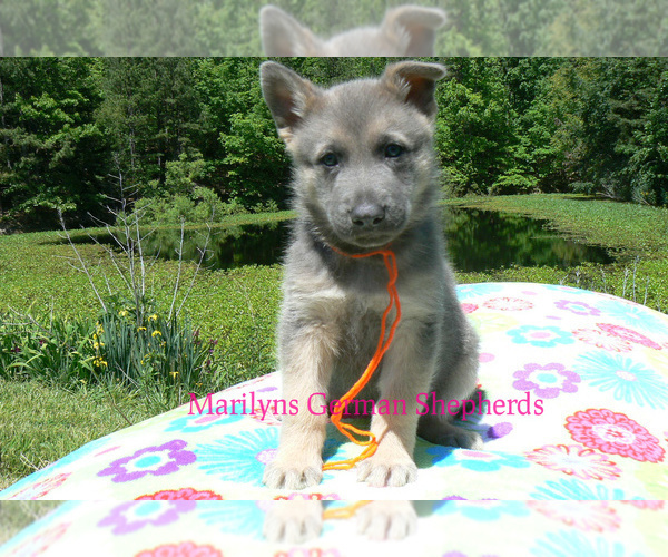 Medium Photo #4 German Shepherd Dog Puppy For Sale in PIEDMONT, MO, USA