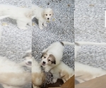 Small Photo #2 Great Pyrenees Puppy For Sale in SPRINGFIELD, MO, USA