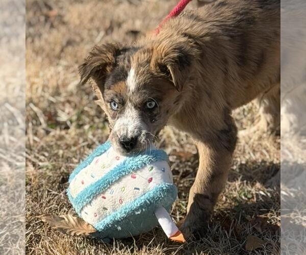 Medium Photo #1 Border-Aussie Puppy For Sale in Yardley, PA, USA