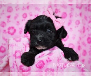 YorkiePoo Puppy for Sale in LIBERTY, Kentucky USA