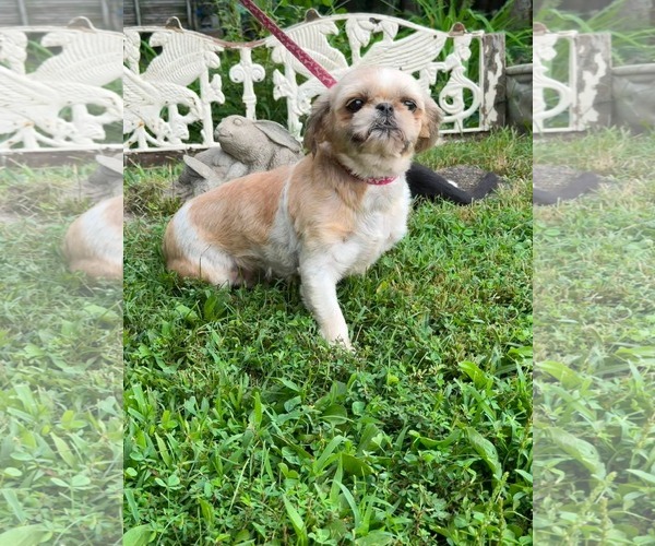 Medium Photo #3 Shih Tzu Puppy For Sale in HOPKINSVILLE/PRINCETON, KY, NH, USA