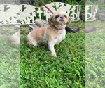 Small #2 Shih Tzu
