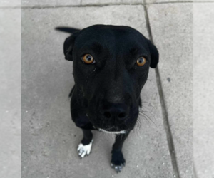 Labrador Retriever-Unknown Mix Dogs for adoption in Dana Point, CA, USA