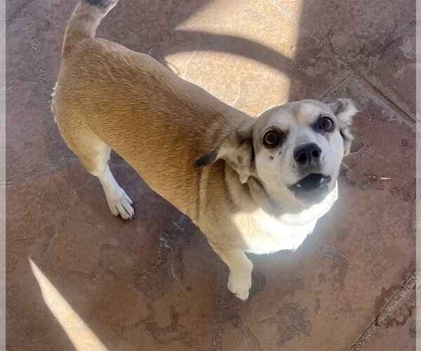 Medium Photo #4 Chiweenie Puppy For Sale in Lancaster, CA, USA