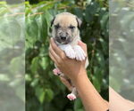 Small #2 American Pit Bull Terrier-Labrador Retriever Mix