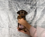 Small Photo #66 Shorkie Tzu Puppy For Sale in SCOTTSDALE, AZ, USA