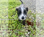Small Miniature Schnauzer Mix