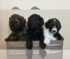 Labradoodle Puppy for sale in MINDEN, NE, USA
