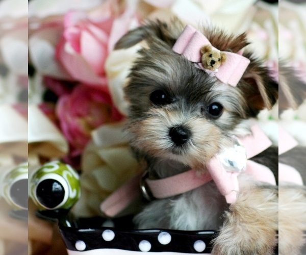 Medium Photo #12 Yorkshire Terrier Puppy For Sale in PEMBROKE PINES, FL, USA