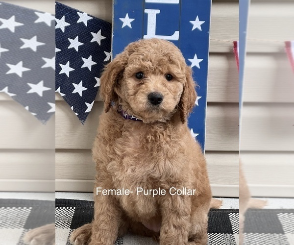 Medium Photo #4 Goldendoodle Puppy For Sale in LEXINGTON, NC, USA