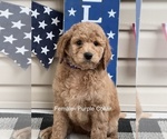 Small Photo #4 Goldendoodle Puppy For Sale in LEXINGTON, NC, USA