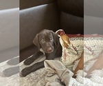 Small Photo #6 German Wirehaired Pointer-Vizsla Mix Puppy For Sale in ARLINGTON, NJ, USA