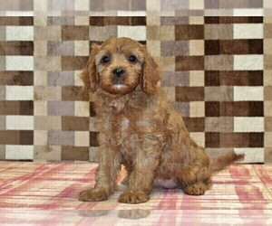 Cavapoo (Miniature) Puppy for sale in DENVER, PA, USA